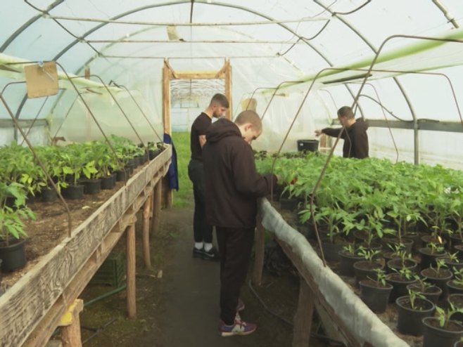Prijedor: U Poljoprivrednoj školi učenici proizvode rasad povrća u plasteniku