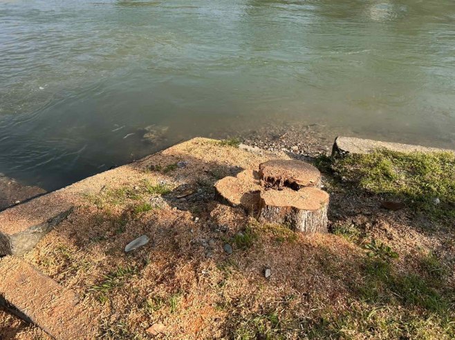 Sječa stabala uz Vrbas - Foto: RTRS