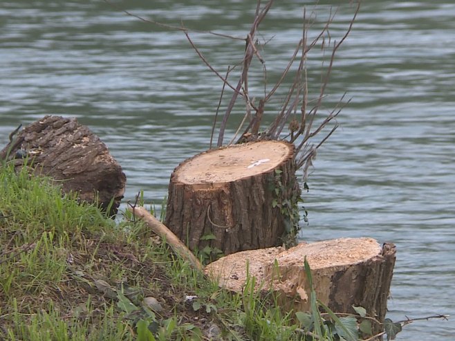Sječa stabala uz Vrbas - Foto: RTRS