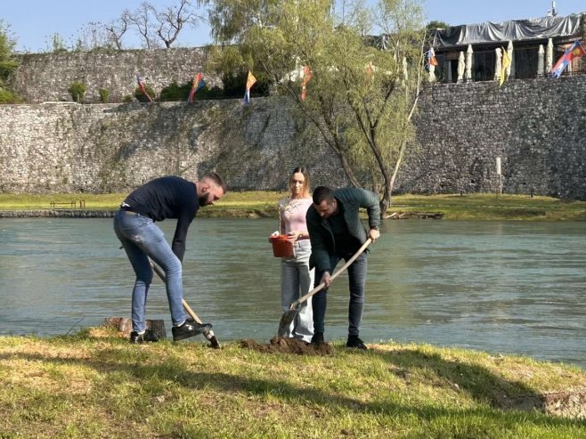 Grupa mladih posadila sadnice na mjestu posječenih stabala na obali Vrbasa (FOTO/VIDEO)