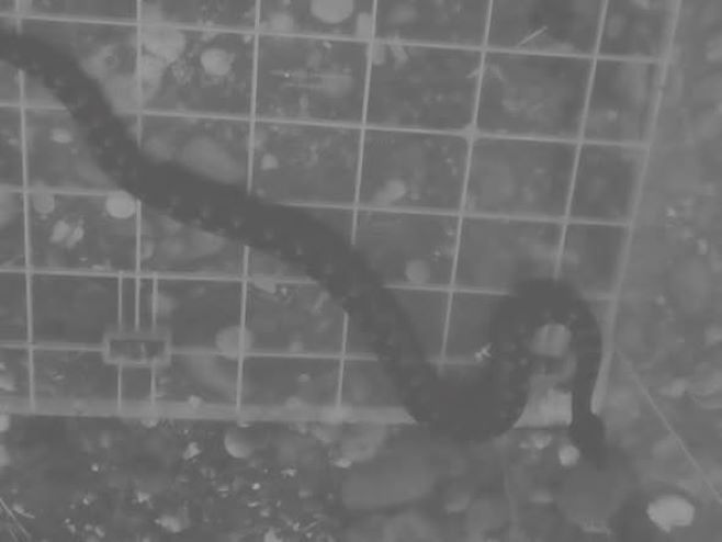 Zmije otrovnice u blizini škole