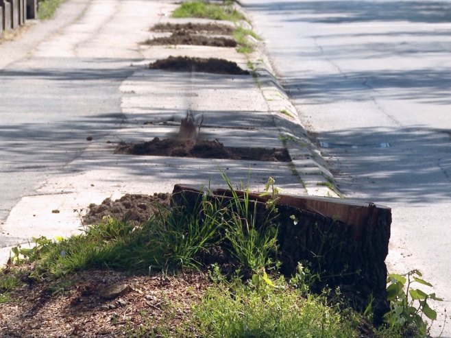 Banjaluka osvanula bez još jednog drvoreda; Kada će se prestati sa devastaciom gradskog zelenila?