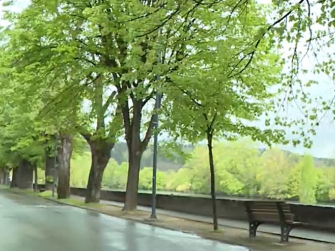 Novi Grad: Poljski jasen da bi bio sačuvan, biće posađen u vodozaštitnom području u Mlakvama (VIDEO)