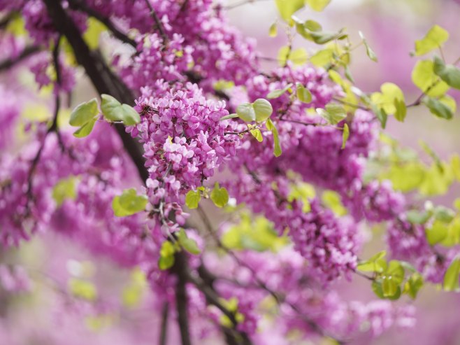 U četvrtak sunčano i toplije, ali vjetrovito