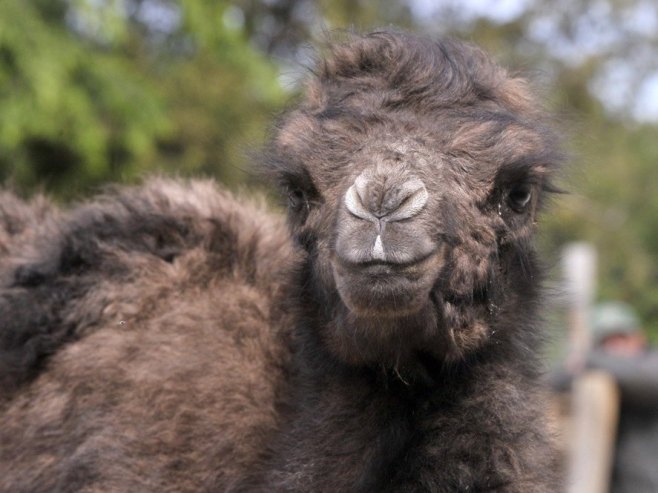 Iznenađenje u Beogradskom zoo-vrtu – rođena beba dvogrbe kamile, ime tek kad se sazna pol mladunčeta (FOTO)