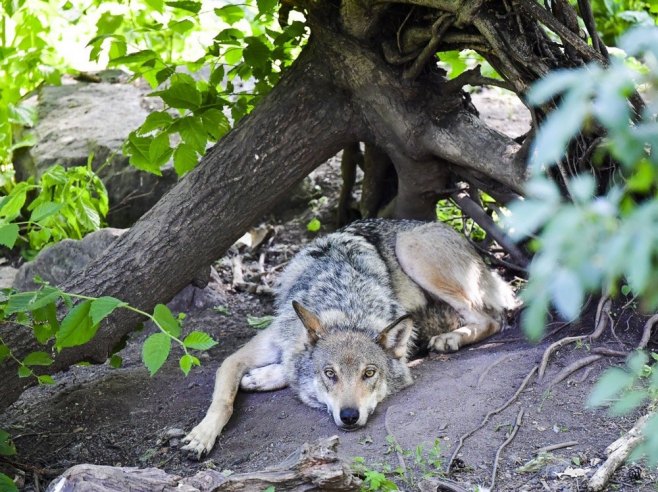 Najmanje 18 vukova uginulo u italijanskom nacionalnom parku, sumnja se na trovanje