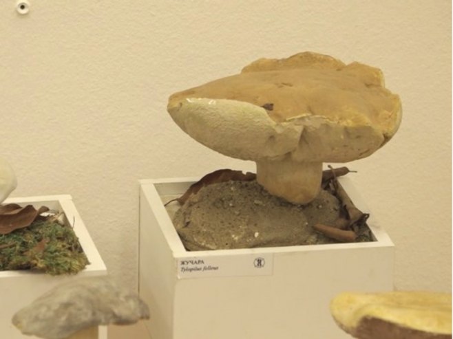 U Muzeju Kozare otvorena edukativna izložba gljiva