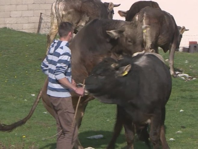 Novak Lučić nastavio višedecenijsku porodičnu tradiciju uzgoja autohtone rase gatačkog govečeta