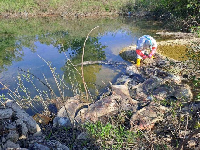 Bijeljina - pronađene uginule svinje - Foto: SRNA