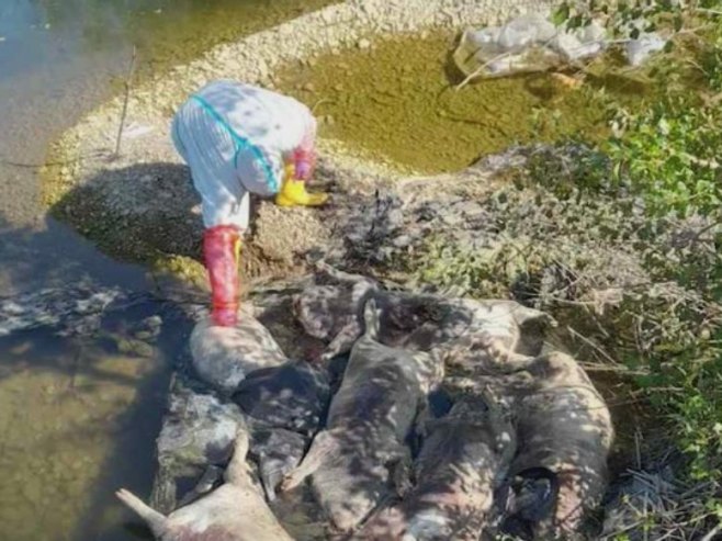 Uginule svinje u Bijeljini - Foto: RTRS