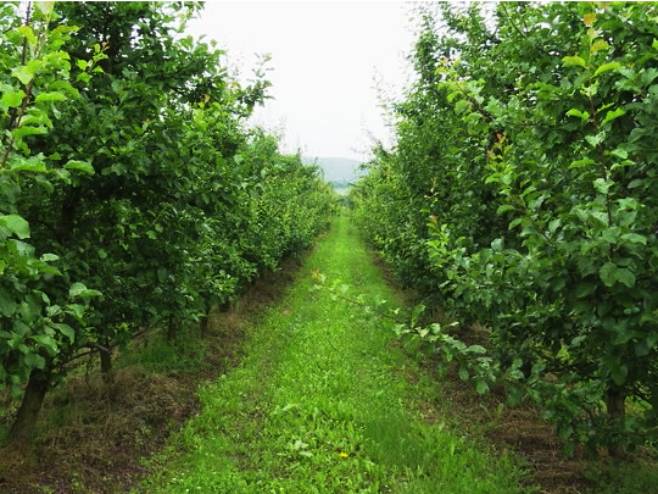 Najavljeni mraz u nižim predjelima mogao bi naštetiti ratarskim kulturama, voću i povrću