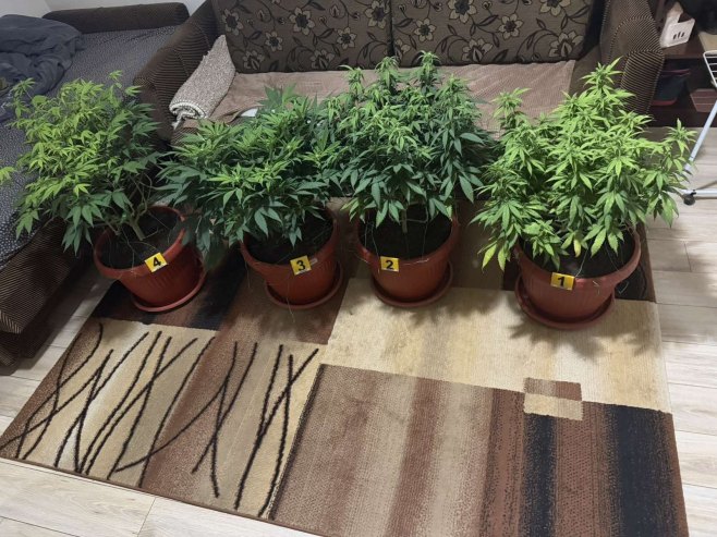 U Banjaluci pronađena oprema za vještački uzgoj indijske konoplje i marihuana (FOTO)