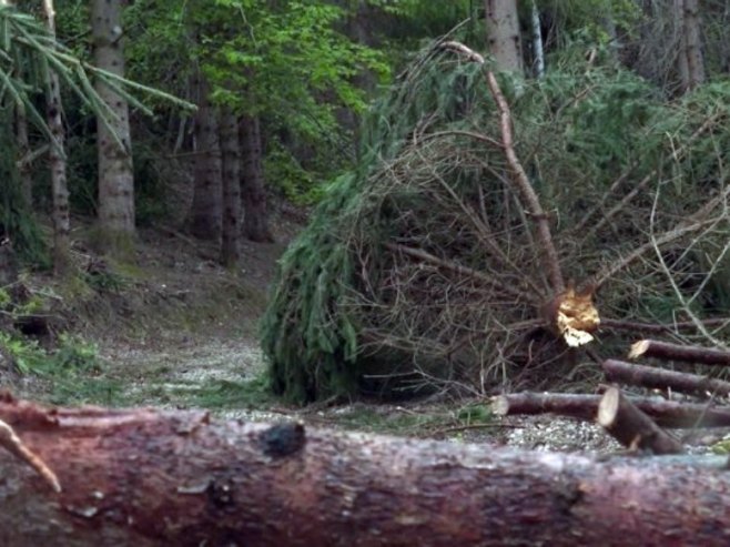 Prijeti li zaraza četinarima na krajiškoj ljepotici Kozari?
