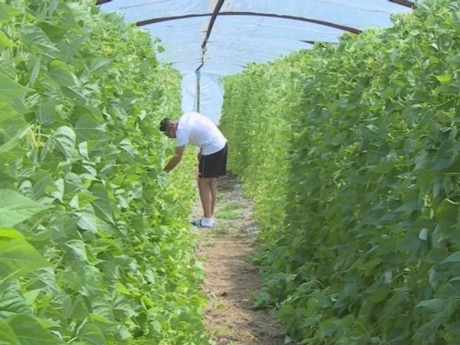 Boranija iz uvoza čeka domaću iz plastenika: Kupci negoduju zbog visoke cijene (VIDEO)