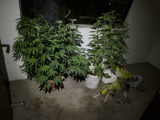 U akciji "Plantaža" oduzeta droga