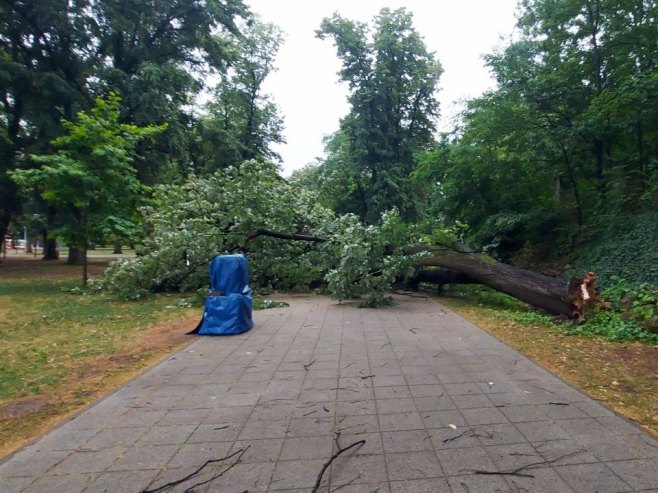 U parku "Mladen Stojanović" u Banjaluci palo drvo (VIDEO)