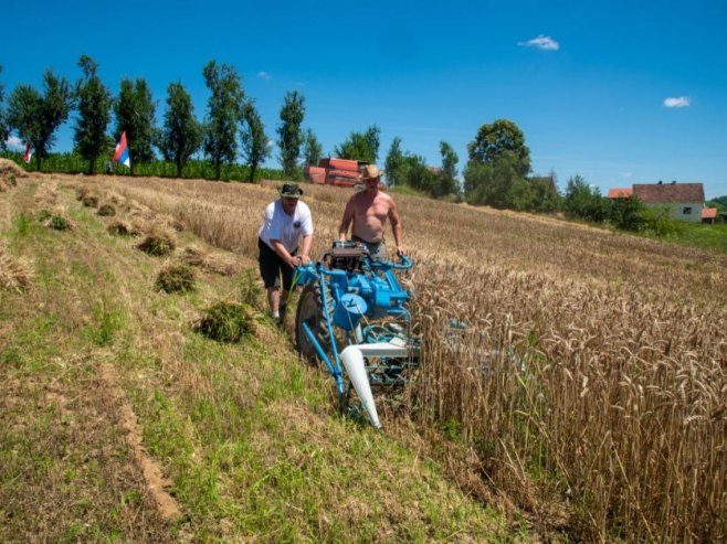 Održana žetva pšenice kao uvertira za 4. Branešku vršidbu