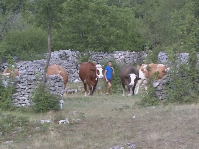 Porodica Brčić uz pomoć humanih ljudi i institucija obnovila stočni fond (VIDEO) Porodica Brčić uz pomoć humanih ljudi i institucija obnovila stočni fond (VIDEO)