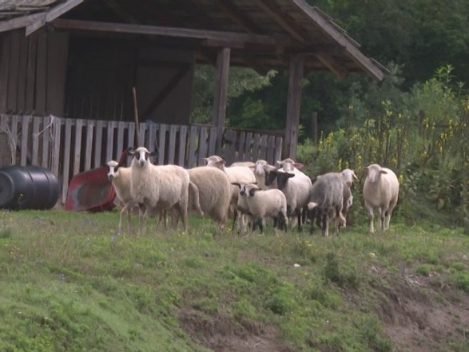 U selima kod Doboja stada ovaca sve češće na meti pasa lutalica