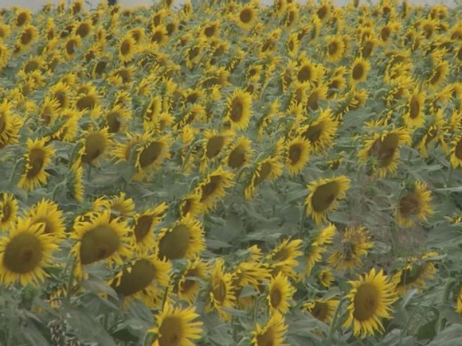 Sve učestalije suše i siguran otkup, semberske ratare sa pšenice i kukuruza preusmjerili na suncokret (VIDEO)