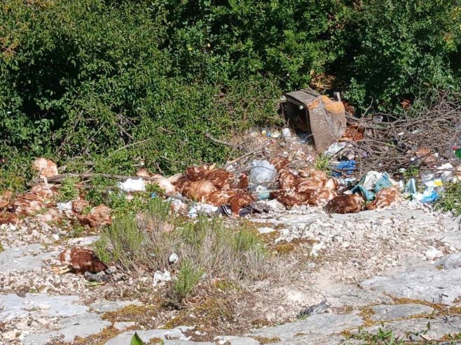 Uginule kokoške bačene uz put između sela Duži i Taleža kod Trebinja; Slučaj prijavljen policiji (VIDEO)