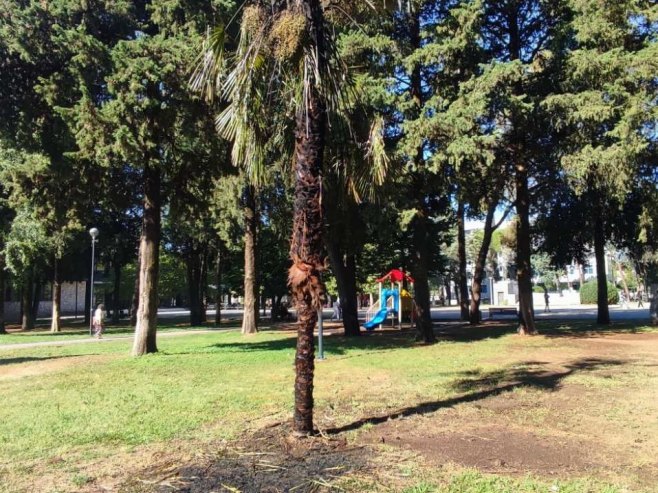 Vandalizam u gradskom parku u Trebinju- zapaljena palma (FOTO)