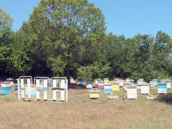 Sedamdeset košnica, i tradicija duga jedan vijek; Gazdinstvo Kovačević, vode četiri žene, u selu kod Trebinja (VIDEO)