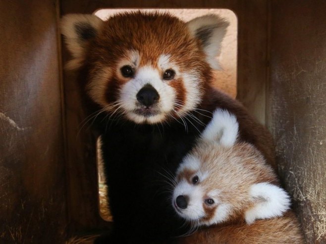 Dvije rijetke crvene pande rođene u zoo vrtu u Kleveu (FOTO)