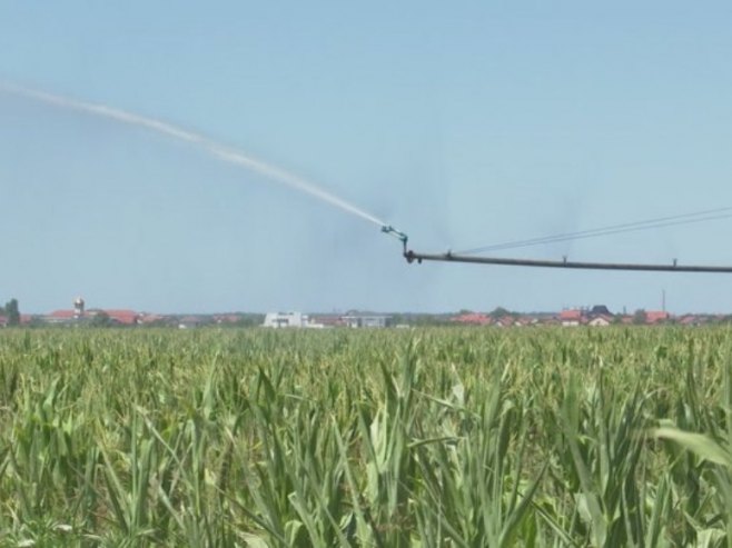 Dugotrajna suša uzima danak; Nedostatak padavina ozbiljno prijeti ovogodišnjem rodu (VIDEO)