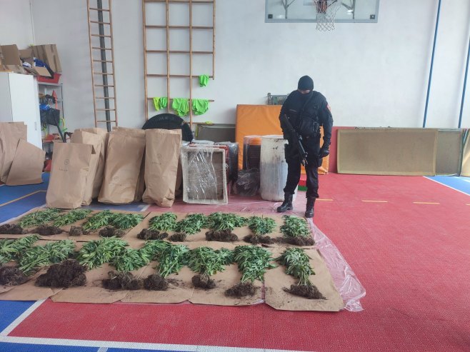 PU Bijeljina: Otkrivena plantaža sa 206 stabljika indijske konoplje i kokain; Uhapšeno jedno lice (FOTO)