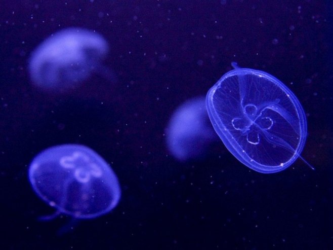 Meduze (Foto: EPA/GEORGIOS KEFALAS, ilustracija) - 