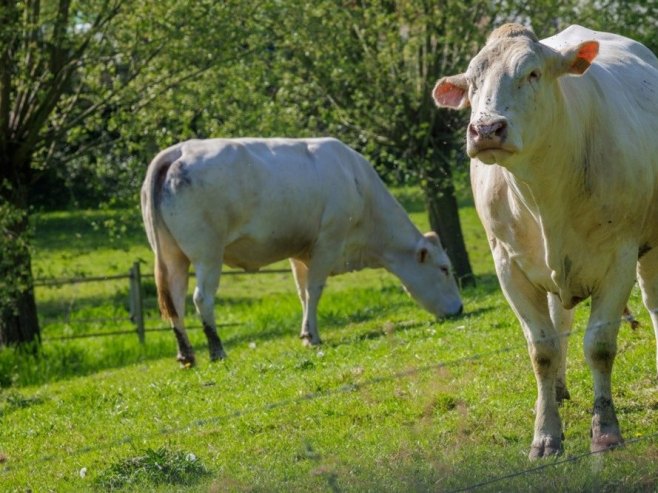 Suša ugrožava stočarstvo širom EU