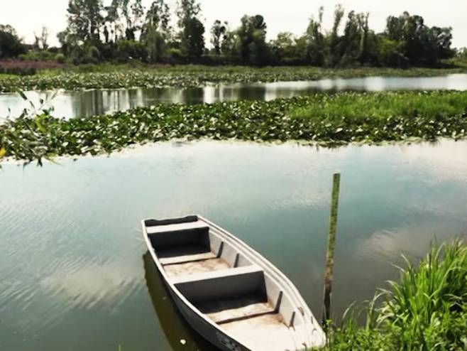 Tropske temperature ugrozile život riba u bari Tišina kod Šamca (VIDEO)