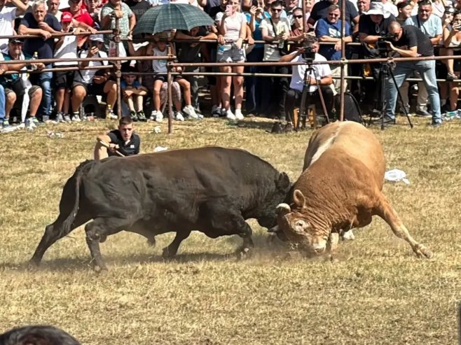 Na Manjači održana tradicionalna bodljavina bikova (FOTO)