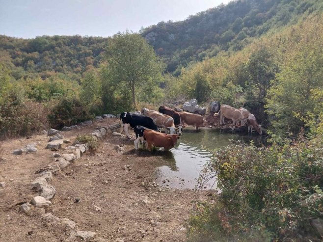 Trebinje - voda za stoku - Foto: SRNA