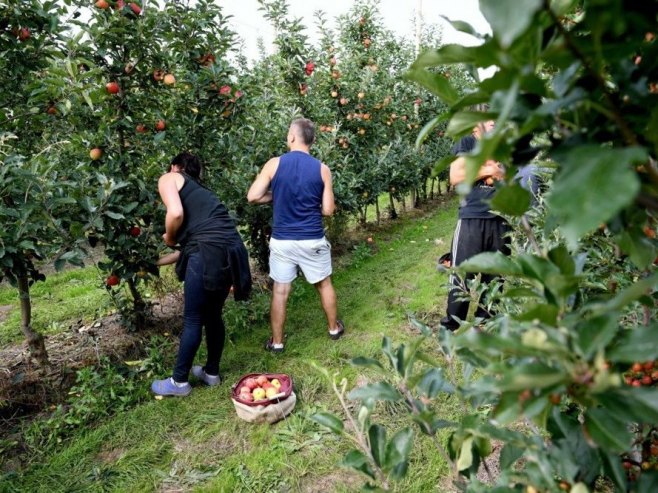 Toplotni talasi desetkovali voćnjake u Srpskoj: Vrućine ostavile teške posljedice na rod i stabla (VIDEO)