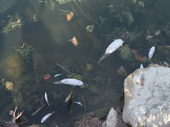 U slivu rijeke Spreče kod Doboja uočena uginula riba