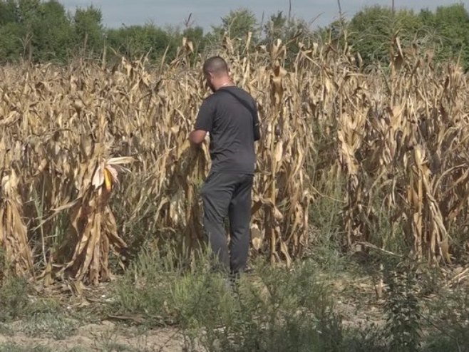 Počela berba kukuruza u Posavini; Ove godine znatno manji  prinosi