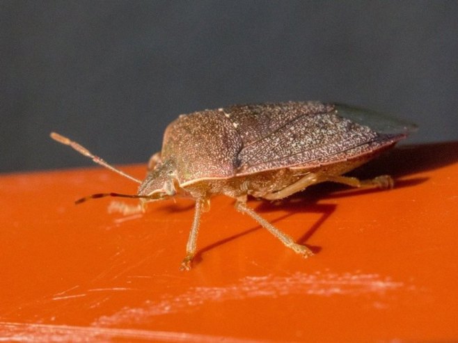 Najezda smrdibuba u Јapanu, insekti nanose velike štete proizvođačima riže