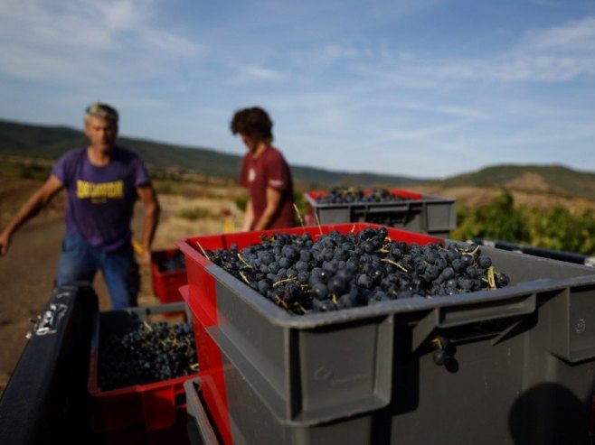 Francuska zbog vrućina i suša očekuje najnižu proizvodnju vina u ovom vijeku