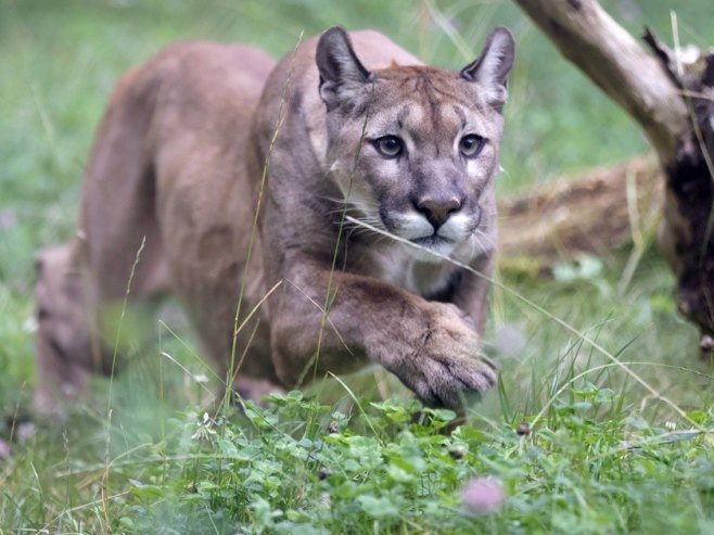 Prijavljeno da je u blizini minhenskog aerodroma primjećena puma