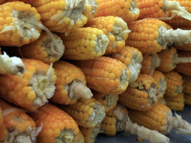 Savremena agrotehnika: Kuzmićeva na završnom vaganju kukuruza u Gradišci