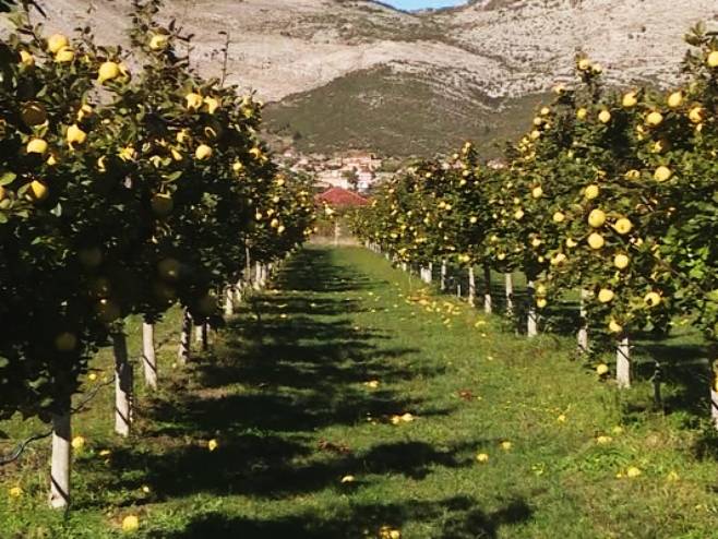 Više od 400 mališana ozvaničiće početak berbe dunja u Trebinju (VIDEO)