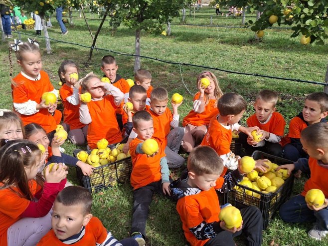 Više od 300 mališana ozvaničilo početak berbe dunja u Trebinju (VIDEO)